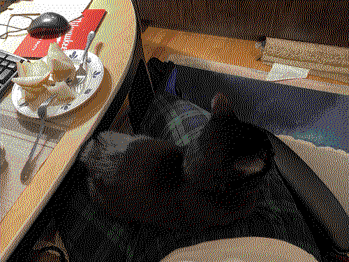 a black cat sitting on my lap.